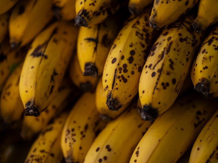 A close-up of speckled, dark yellow and black bananas next to a bunch of bright yellow bananas.
