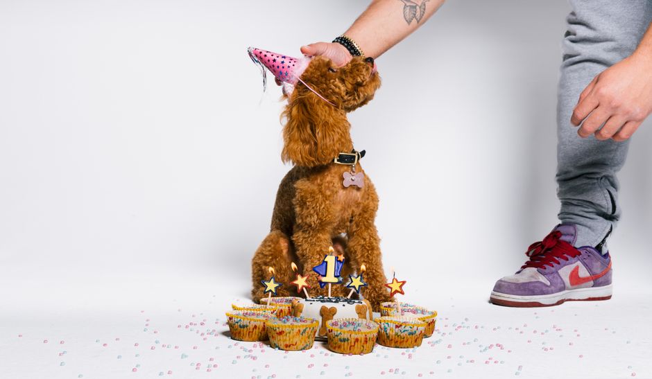 The Ultimate Dog Safe Birthday Cake Recipe and Celebration Guide